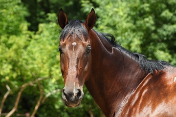 Dressage sportive horse portrait in ranch outdoor  