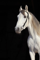 White Andalusian horse portrait 