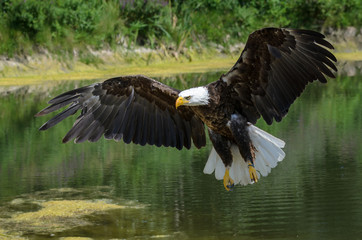 American Bald Eagle