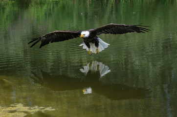 American Bald Eagle