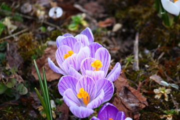 春の野に咲くクロッカスの花