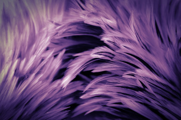 Beautiful abstract colorful white purple and blue feathers on dark background and soft white pink feather texture on white pattern