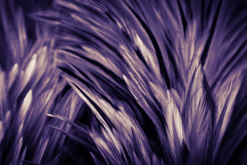 Beautiful abstract colorful white purple and blue feathers on dark background and soft white pink feather texture on white pattern