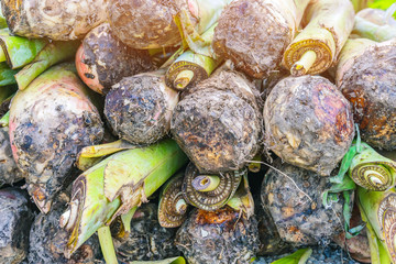Banana suckers under the ground is a big rhizome called the corm prepare for planting tree.