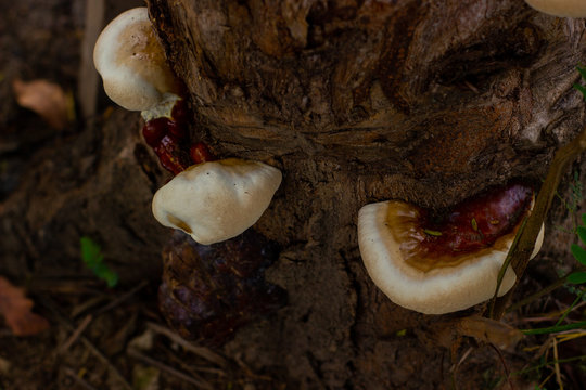 Ganoderma is a genus of polypore fungi in the family Ganodermataceae found in forest growing on a tree.