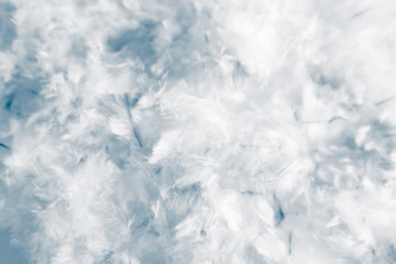 Beautiful abstract colorful white purple and blue feathers on dark background and soft white pink feather texture on white pattern