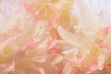 Obraz premium Beautiful abstract color pink and white flowers background and pink flower frame and white and pink background texture 