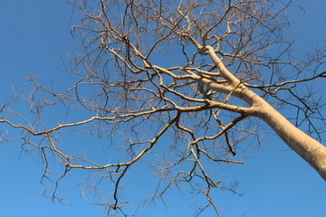 branches of a tree against blue sky