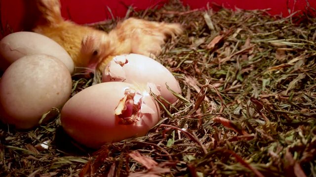 Duck eggs hatching with fuzzy newborn ducklings grooming in background