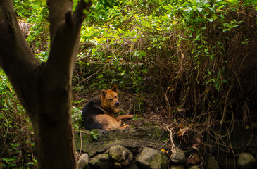 A dog is taking a rest under the shadow of trees.