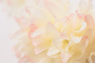 Beautiful abstract color pink and white flowers background and pink flower frame and white and pink background texture 