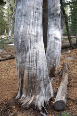Fototapeta na wymiar Yosemite and surrounds