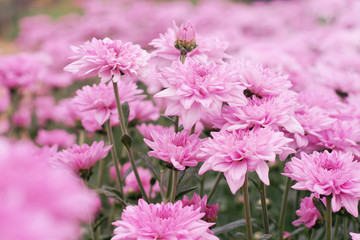 Obraz premium Beautiful pink chrysanthemum in the garden