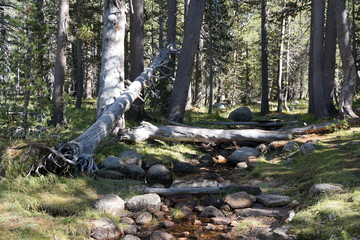 Yosemite and surrounds