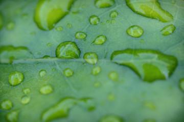 Green leaf with dew drops for background. Morning dew on a leaf. leafs and raindrops. 
