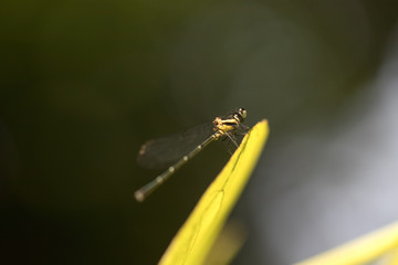 Dragon fly. Dragon fly is another beautiful creation of the nature.
