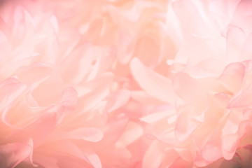 Beautiful abstract color pink and white flowers background and pink flower frame and white and pink...