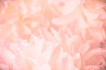 Beautiful abstract color pink and white flowers background and pink flower frame and white and pink background texture 
