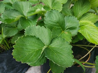 view of fresh green strawberry leaves in the garden