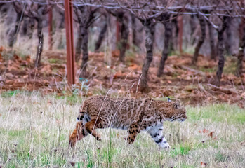 A wild bobcat crosses a field in Oregon,  in dry grass and into a winter vineyard. 