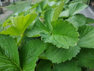 Close up view of fresh green strawberry leaves in the garden