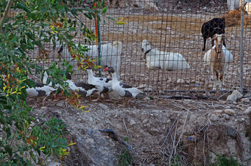 Zwierzęta hodowlane © Patdrig Torc