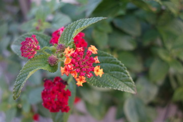 カラフルなランタナの花