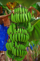 Bananowce © Patdrig Torc