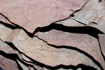 Close up of Cigar on the tobacco leaves