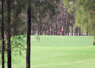 Golf courses in the forest with trees and grass.