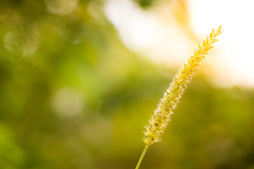 flowers grass in the morning