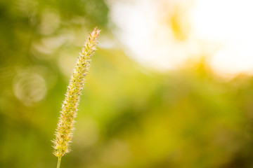 flowers grass in the morning
