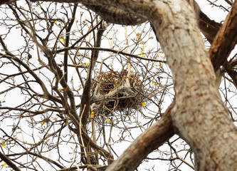 Birds nest on big trees.