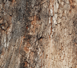 Tree bark texture nature