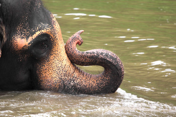 Wild elephant playing water