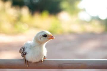 Cute small chicks In nature, the soft sunlight in the morning