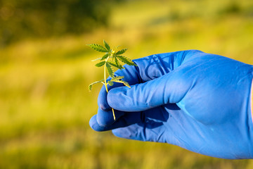 marijuana plant in hand on a blurred background of a field with green grass