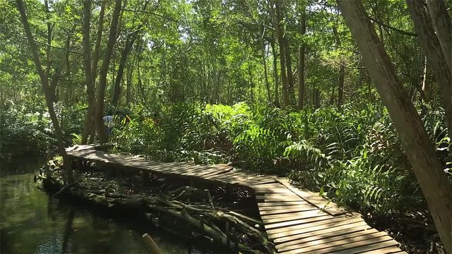 walking on the manglar