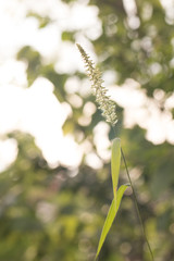 Golden of grass flower on sunrise in countryside