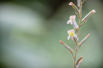 flowers grass in the morning