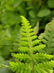 fern in the forest