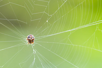 Spider web close-up.The shot of the big cobweb close-up with the branch in it and the bright background of dew drops , shining under the sunlight.