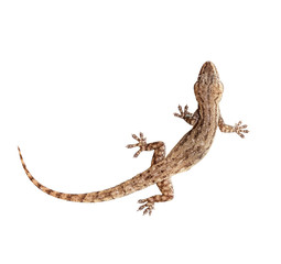 Lizard house or gecko on a white background.