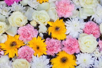 Beautiful flowers background.Bright picture of background full of color flowers.