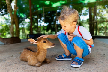 Portrait of little caucasian child feeding and petting deer fawn at outdoor park background.