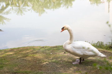 a elegant white gooses walking on the green grass field . natural image. nature photo. image for background, wallpaper, copy space and article.
