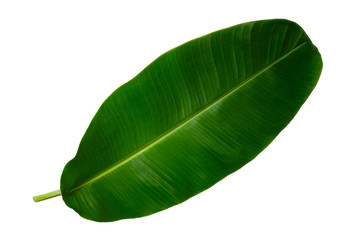 Fototapeta premium Closeup image of green banana leaf isolated at white background.