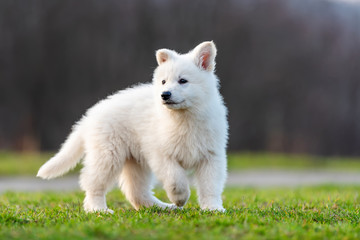 Fototapeta premium Puppy cute White Swiss Shepherd dog portrait on meadow