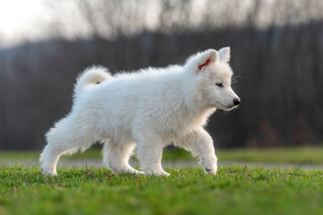 Puppy cute White Swiss Shepherd dog portrait on meadow