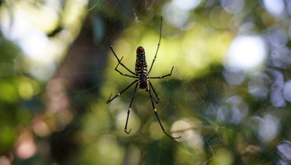Female giant woods spider(Nephila pilipes) on spiderweb.